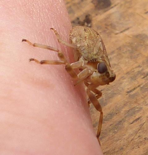 Issus coleoptratus