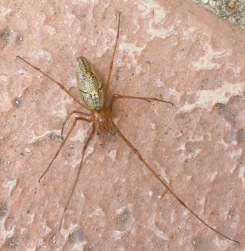 Tetragnatha sp.