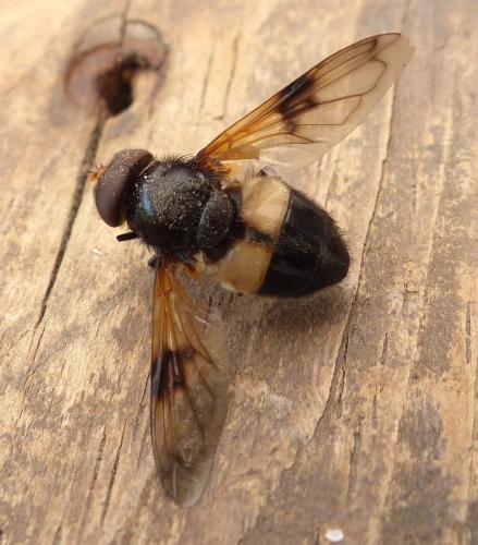 Volucella pellucens
