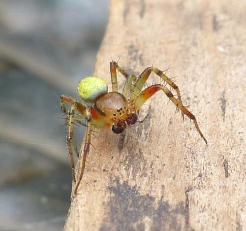 Araniella sp.