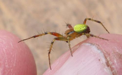 Araniella sp.
