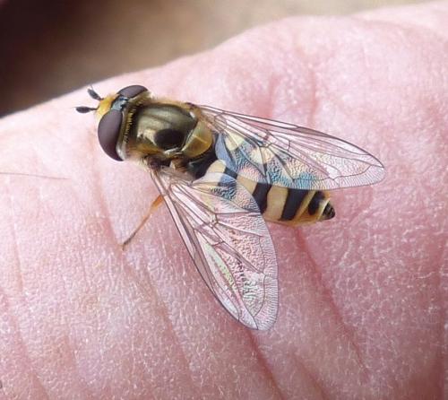 Eupeodes corollae