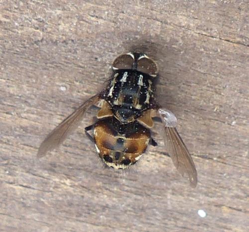 Réf. 205 604 : Graphomya maculata