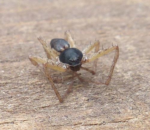 Philodromus dispar