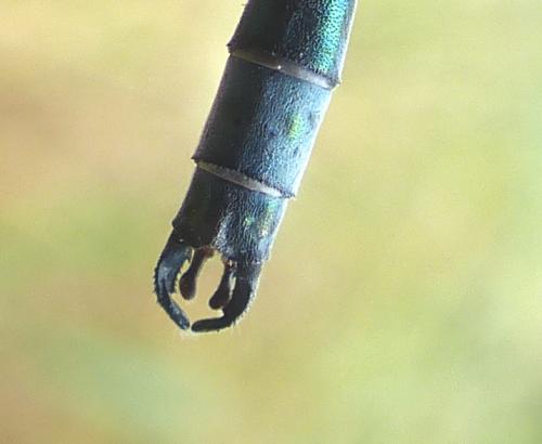 Lestes dryas