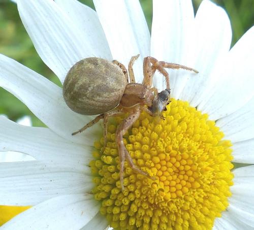 Xysticus sp.