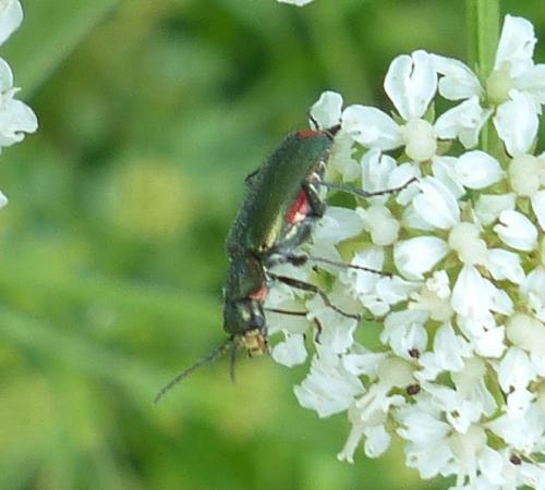 Malachius bipustulatus