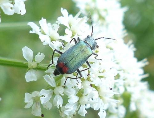 Malachius bipustulatus