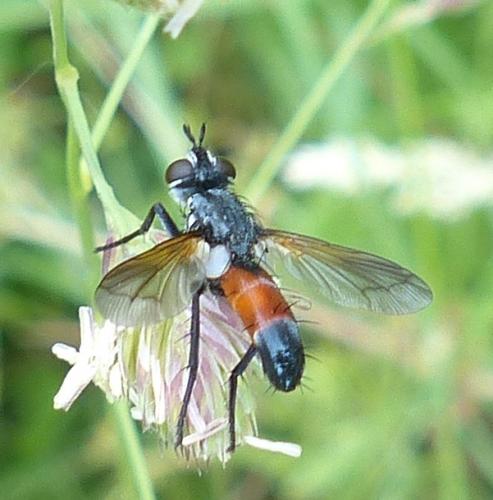 Réf. 205 517 : Cylindromyia sp.