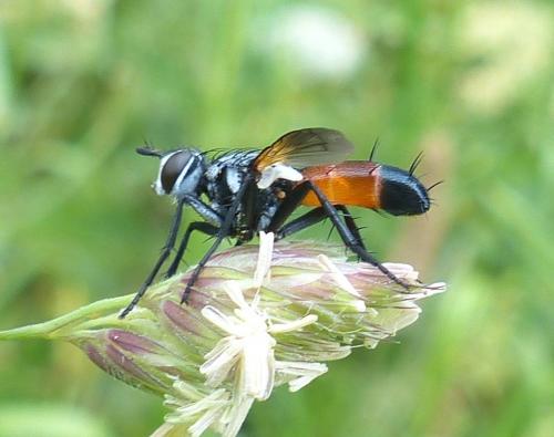 Réf. 205 518 : Cylindromyia sp.