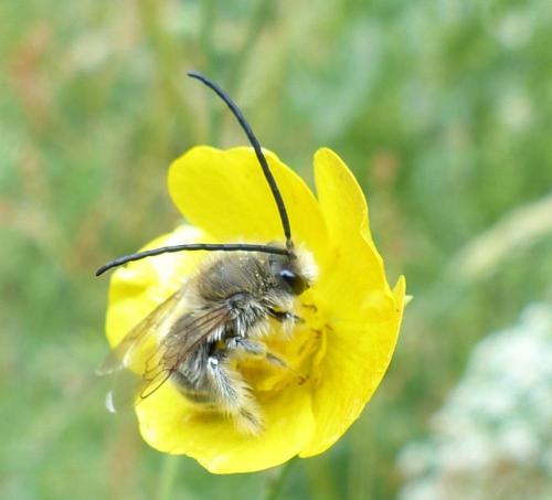 Eucera sp.