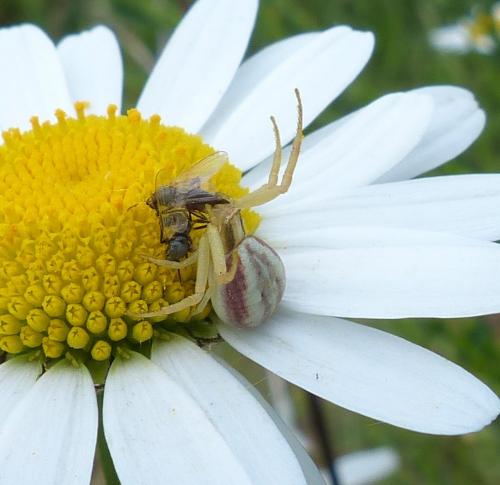 Réf. 205 601 : Runcinia grammica