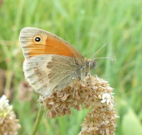 Réf. 205 600 : Coenonympha pamphilus