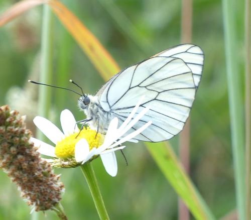 Aporia crataegi