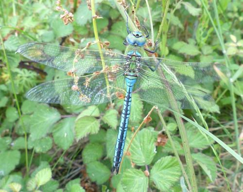 Anax imperator