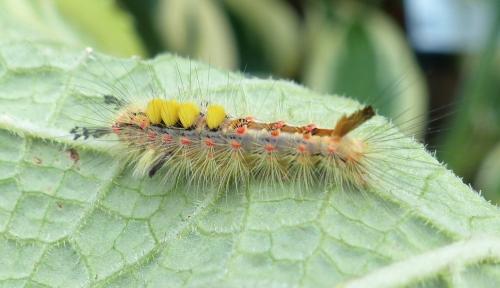 Orgyia antiqua
