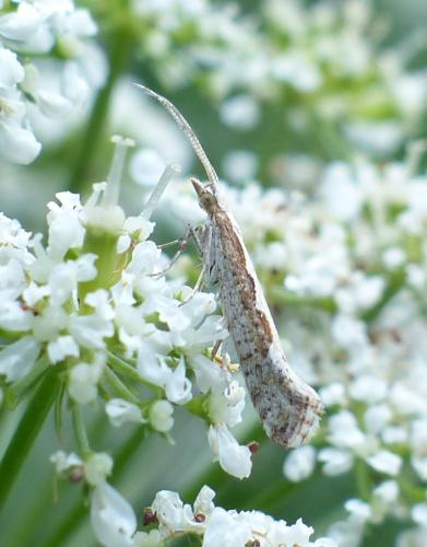 Plutella xylostella