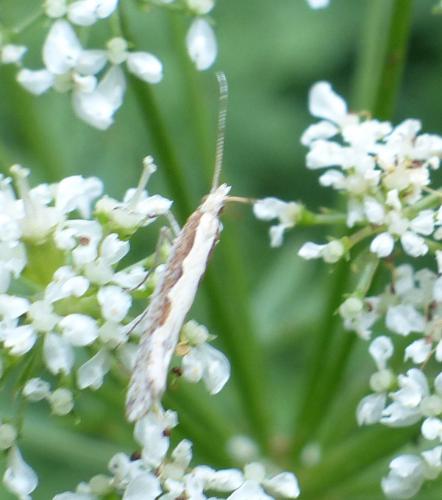 Plutella xylostella