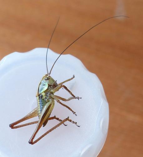 Tettigoniinae