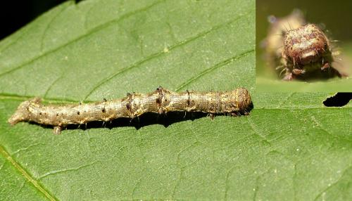 Phigalia pilosaria