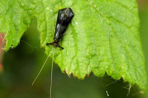 Réf. 205 124 : Mystacides sp.