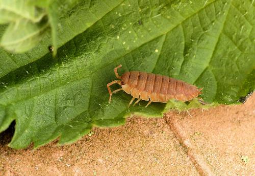 Porcellio scaber