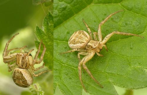 Xysticus sp.