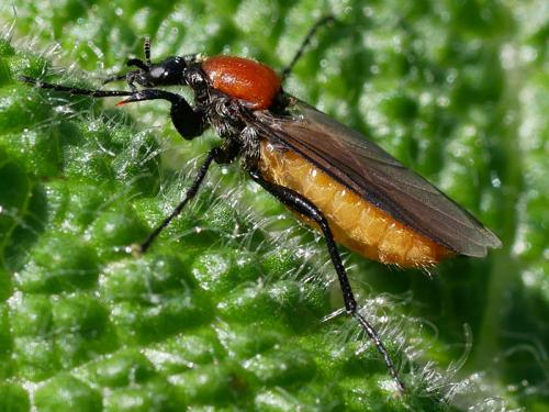 Réf. 205 791 : Bibio hortulanus