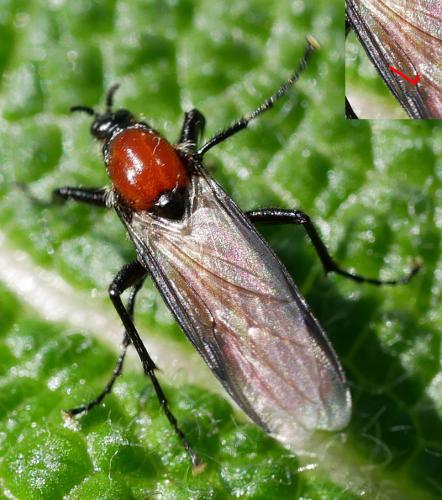 Réf. 205 807 : Bibio hortulanus