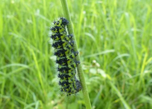 Saturnia pavonia