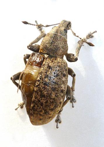 Réf. 205 360 : Liophloeus tessulatus