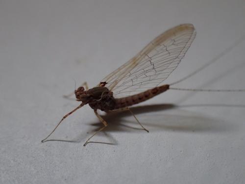 Cloeon dipterum
