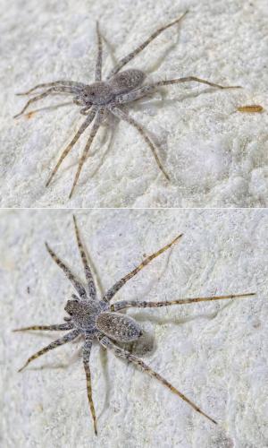 Réf. 205 031 : Pardosa wagleri