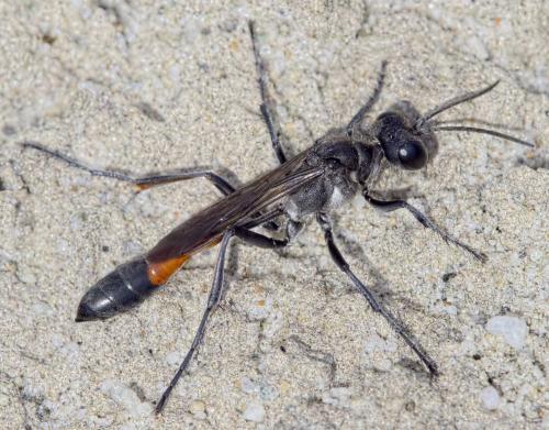 Ammophila pubescens