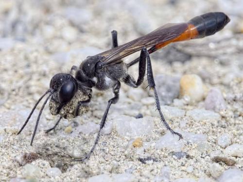 Ammophila pubescens
