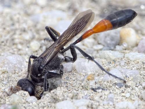 Ammophila pubescens