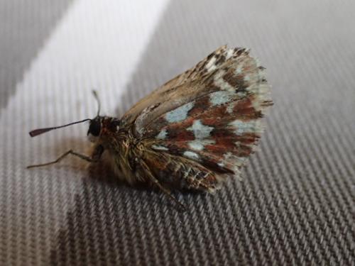Réf. 205 105 : Spialia sertorius