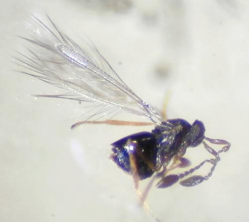 Réf. 205 311 : Litus cynipseus