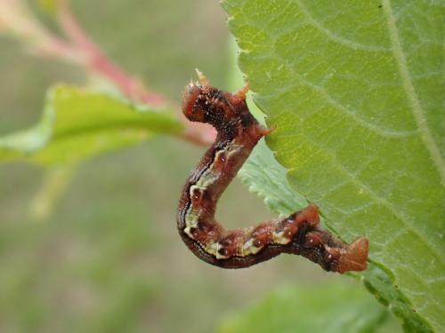 Erannis defoliaria