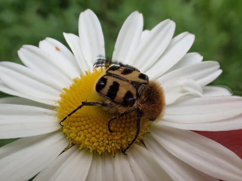 Réf. 205 694 : Trichius sp.