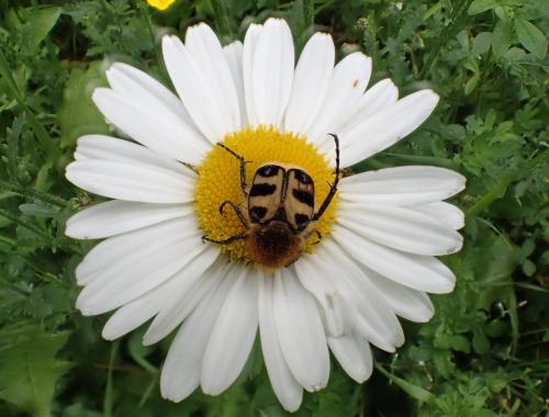 Trichius sp.