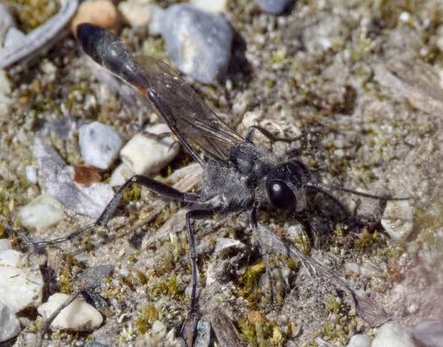 Ammophila pubescens