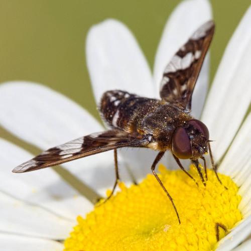 Réf. 205 817 : Exoprosopa capucina