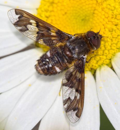 Réf. 205 816 : Exoprosopa capucina