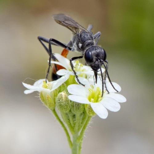 Réf. 205 997 : Ammophila terminata mocsaryi
