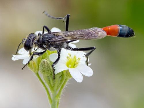 Réf. 205 995 : Ammophila terminata mocsaryi