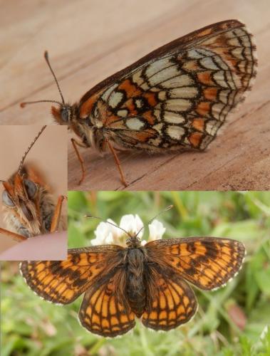 Melitaea parthenoides