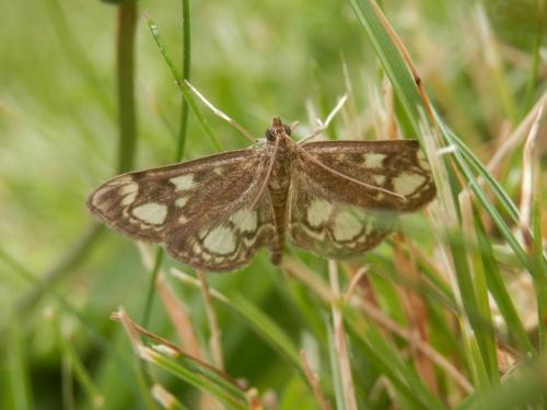 Réf. 205 633 : Anania coronata