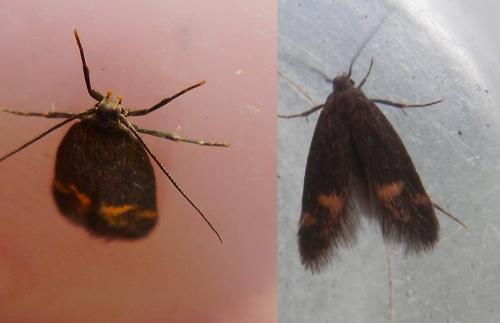 Borkhausenia minutella
