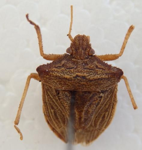Réf. 205 830 : Agroecus griseus